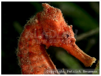 Seahorses