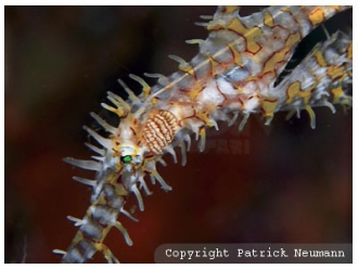 Ghostpipe fish