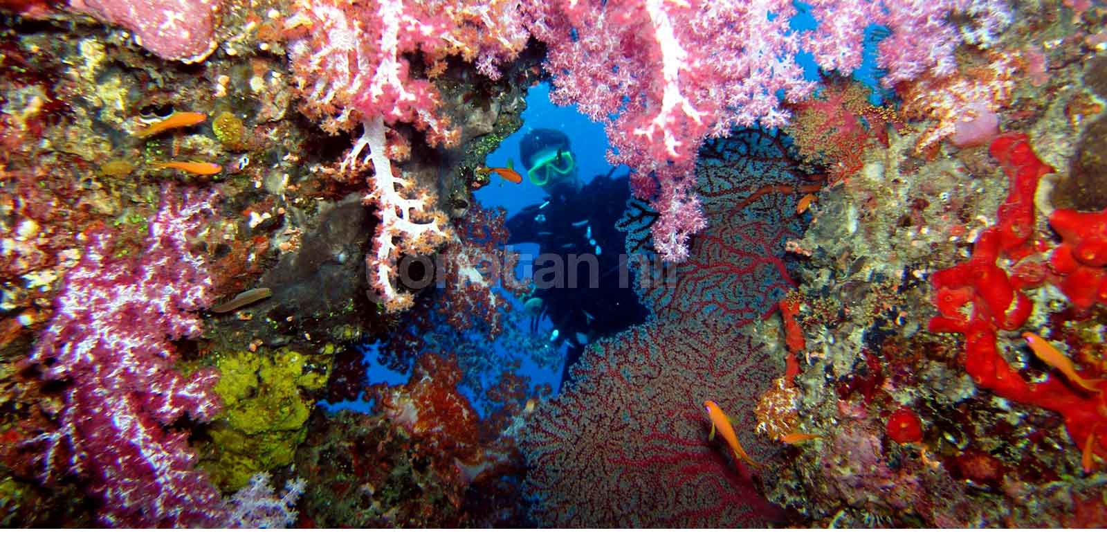 View of a reef at the Similan Islands in Thailand, while diving with Aladdin Dive Safari